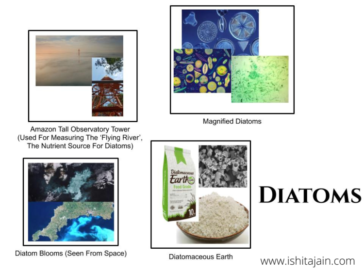 Diatoms